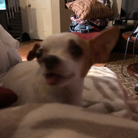 Meet your Posher, Shanin - Picture 1 of 1